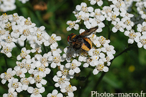 Ectophasia crassipennis